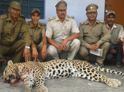 woman killed leopard