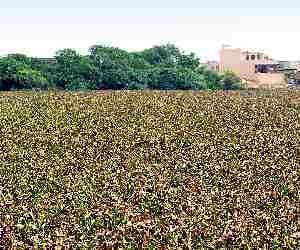 Ancient Ponds Review of Haryana