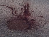 Car collided with a cow, three injured in faridabad.