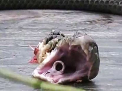 beheaded cobra bites chef, dead