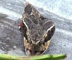 beheaded cobra bites chef, dead