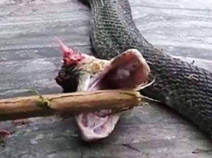 beheaded cobra bites chef, dead