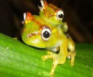 unusual frog found