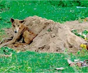 Loyal dog starves but refuses to leave boy's grave for a fortnight