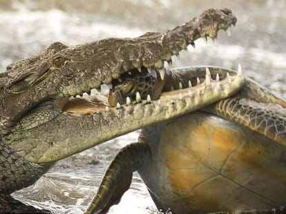 weird animal fight between crocodile and turtle