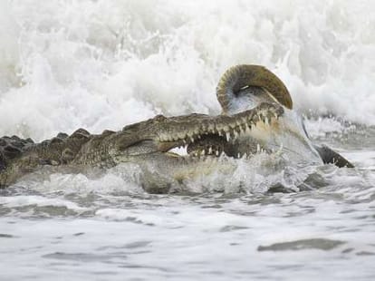 weird animal fight between crocodile and turtle