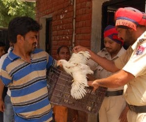 court case in mohali, hen present in court