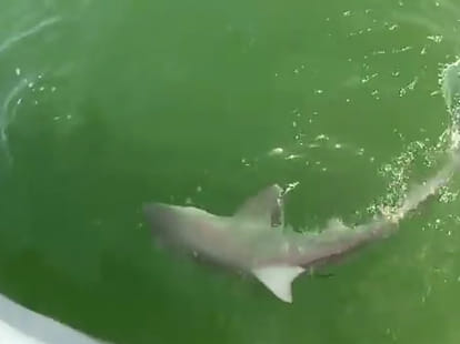 five new viral videos