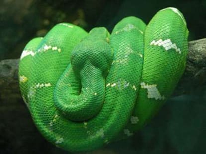 dead snake is capable of biting