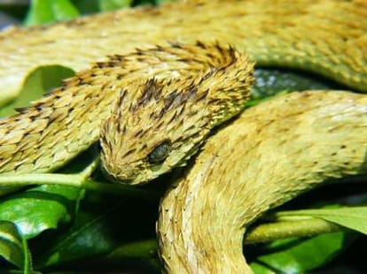 legs shrivels and turns black after snake bite