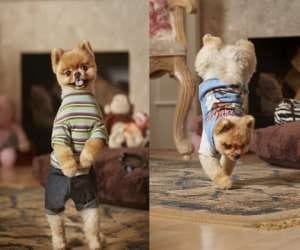 dog who runs on two legs