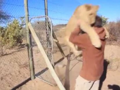 lion's way of sating hello to  a man