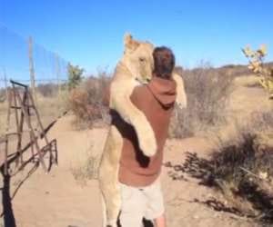 lion's way of sating hello to  a man