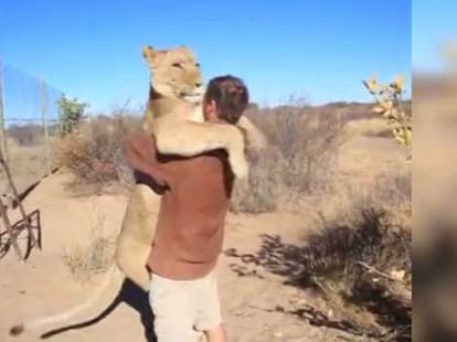 lion's way of sating hello to  a man