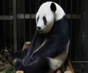 panda faked preganany to get all amenities