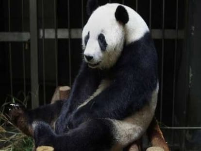 panda faked preganany to get all amenities