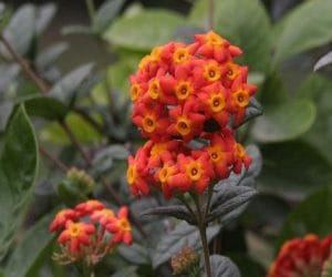 Japani Garden in Chandigarh, Know Qualities