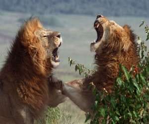 lions are infected cause of rats.