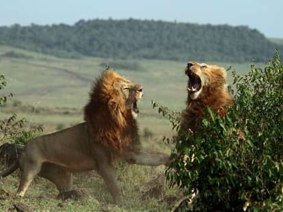 etawah lion safari is suspected of dangerous infection.