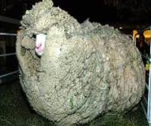 most wooliest sheep