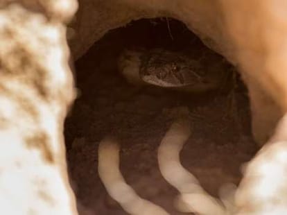 4 weird facts about snakes