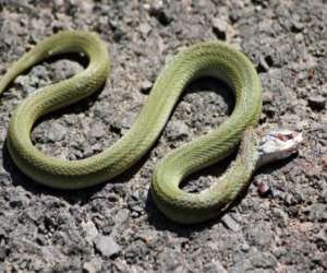 dead snake is capable of biting