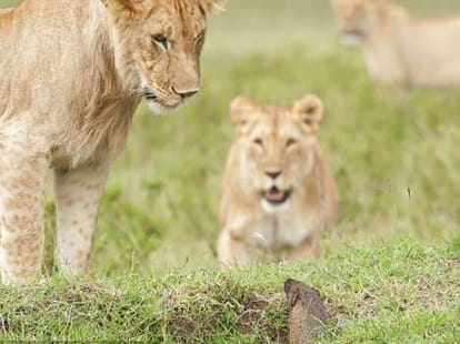 doctors start treatment of sick lions.
