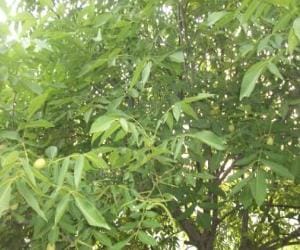 himachal prepare a new variety of walnut.