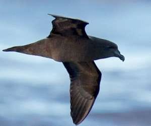 pregnant bird caught flying