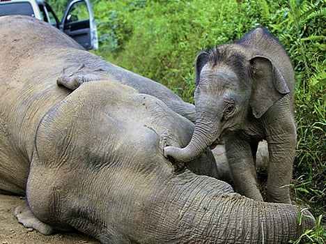 fyling eroplane with baby elephant.