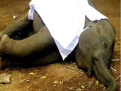 fyling eroplane with baby elephant.