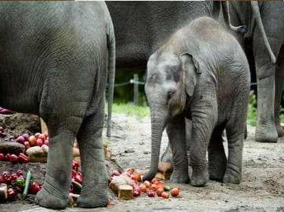 fyling eroplane with baby elephant.