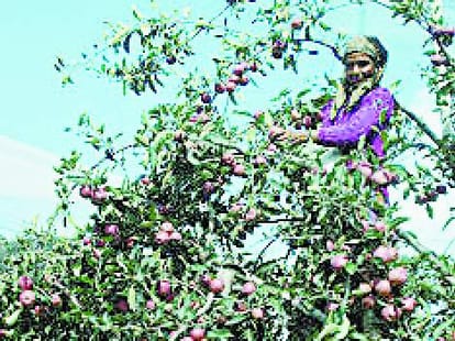 Himachal break the record of china nad america in apple production.