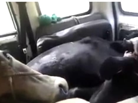 torture on cow in uttarakhand
