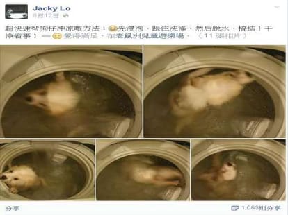 man puts dog into washing machine