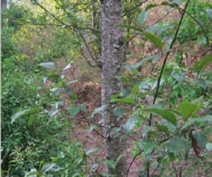 Roadside plant dried 