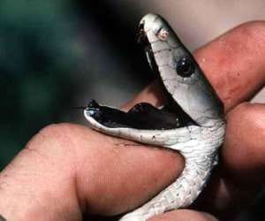 a man dies after eating roasted snake in sitapur.