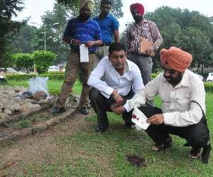 chandigarh murder