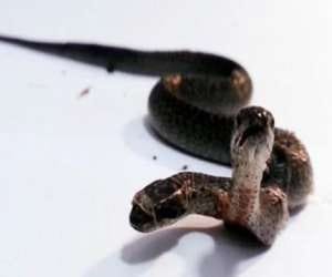 two headed snake found