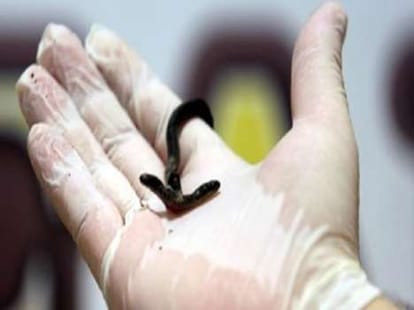 two headed snake found
