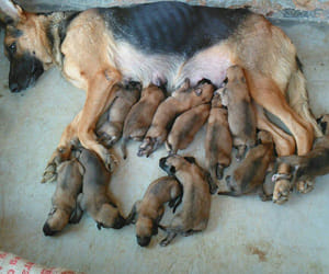 german shepherd bitch give birth to 15 puppies.