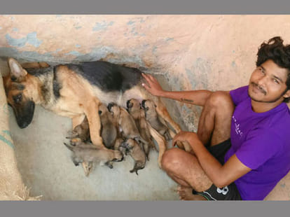 german shepherd bitch give birth to 15 puppies.