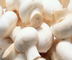 new research on Mushrooms