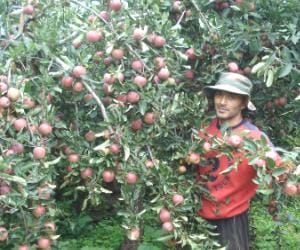 hp govt  will give subsidy to apple growers.