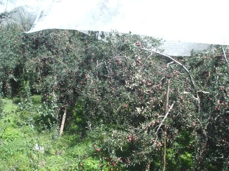 11 varieties of fruit plants will be imported from abroad for himachal.