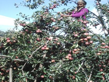 Snapdeal Himachali apples and sell on Flipkart.
