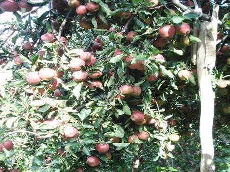 Indian government has strictly on imports of apples from Brazil.