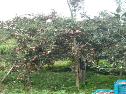 bumper crop of apples in kashmir