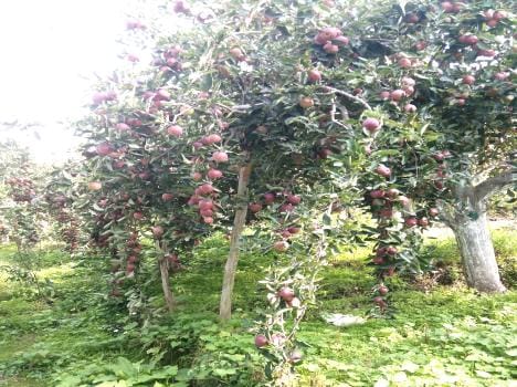 record production of apple crop in kinnaur.