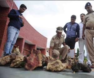 raids on chandigarh club, recovered Sea Coral 